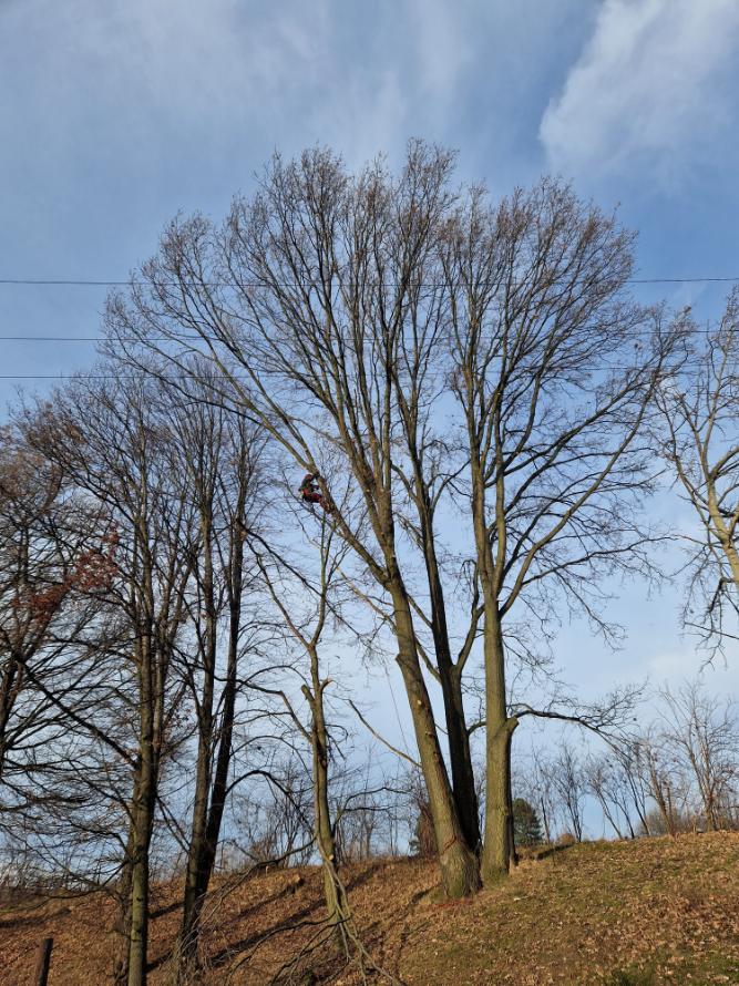 ořezy dubů poblíž vedení vysokého napetí Markvartovice